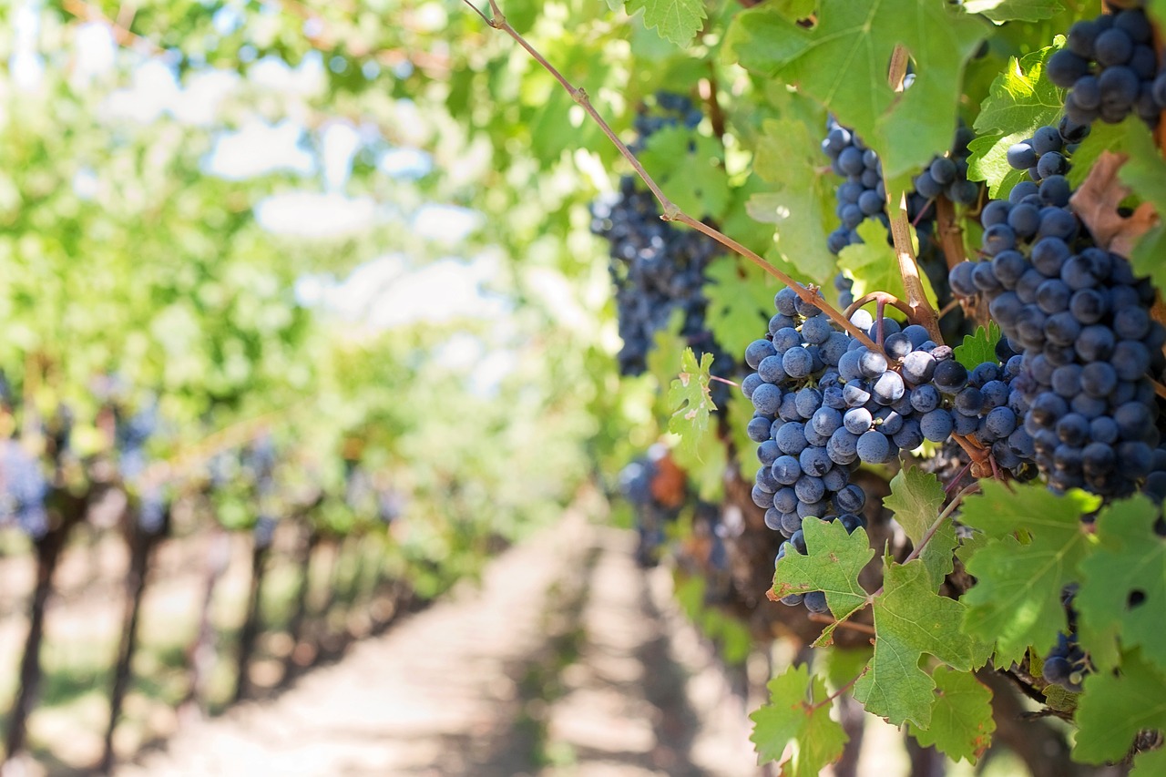 Protección paisajística de los viñedos de Jerez de la Frontera: ¡Un paso hacia la sostenibilidad!