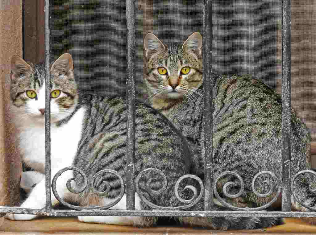 Jerez esteriliza los gatos callejeros: ¡Adiós a la sobrepoblación!